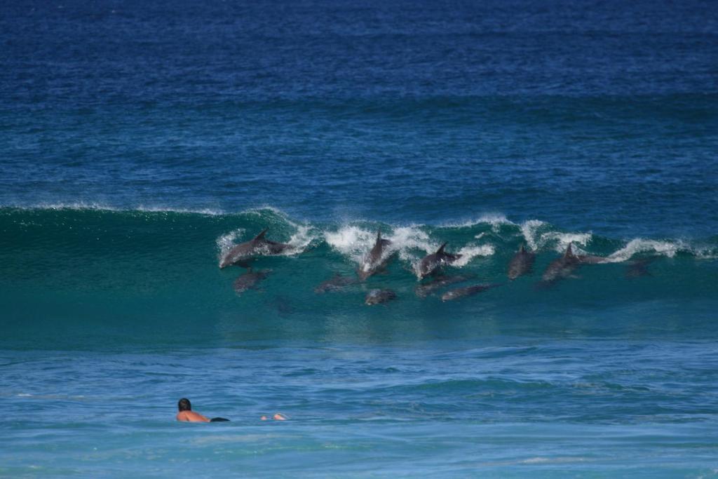 Hibiscus Motel Byron Bay Eksteriør bilde